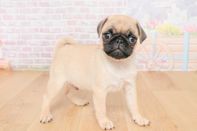 福島県のパグ (Coo&RIKU郡山店/2025年12月10日生まれ/男の子/フォーン)の子犬の3枚目の画像