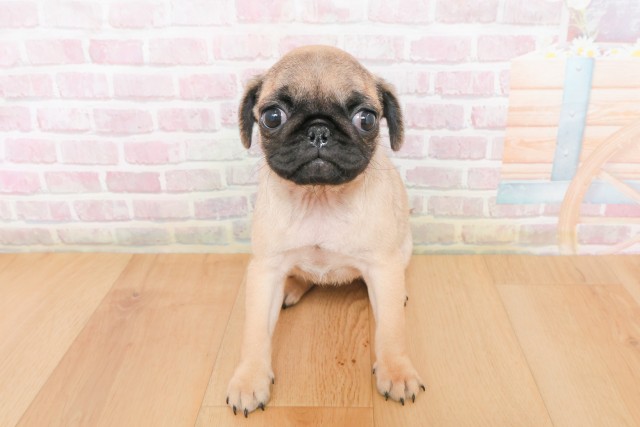 山形県のパグ (Coo&RIKU山形店/2025年12月10日生まれ/女の子/フォーン)の子犬の1枚目の画像