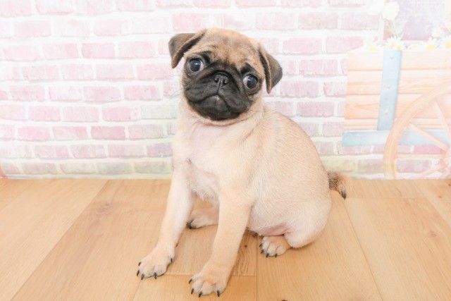 山形県のパグ (Coo&RIKU山形店/2025年12月10日生まれ/女の子/フォーン)の子犬の2枚目の画像