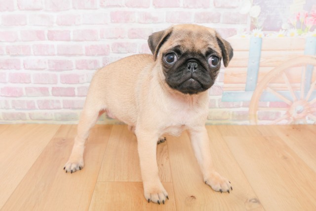 山形県のパグ (Coo&RIKU山形店/2025年12月10日生まれ/女の子/フォーン)の子犬の3枚目の画像