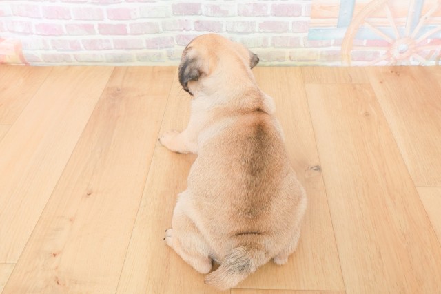 山形県のパグ (Coo&RIKU山形店/2025年12月10日生まれ/女の子/フォーン)の子犬の4枚目の画像