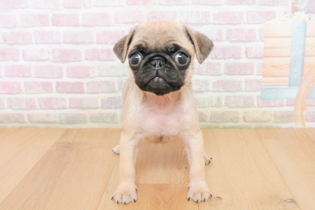 青森県のパグ (Coo&RIKU弘前店/2025年12月10日生まれ/女の子/フォーン)の子犬の1枚目の画像