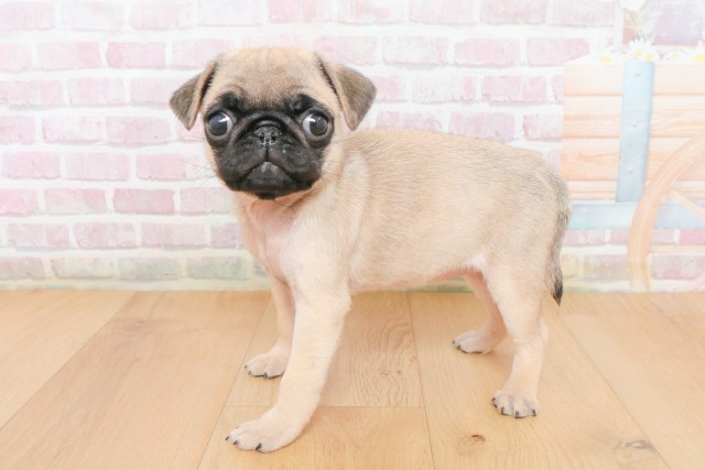 青森県のパグ (Coo&RIKU弘前店/2025年12月10日生まれ/女の子/フォーン)の子犬の2枚目の画像