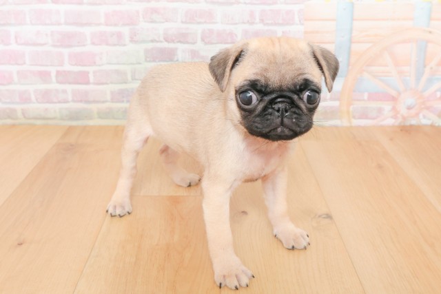青森県のパグ (Coo&RIKU弘前店/2025年12月10日生まれ/女の子/フォーン)の子犬の3枚目の画像