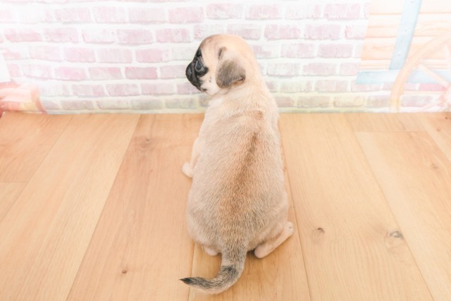 青森県のパグ (Coo&RIKU弘前店/2025年12月10日生まれ/女の子/フォーン)の子犬の4枚目の画像