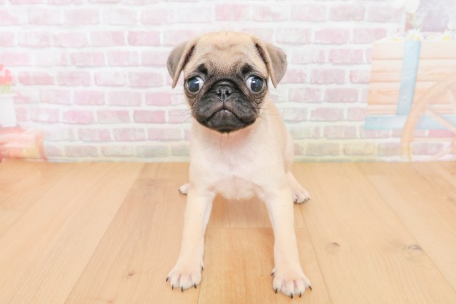 福島県のパグ (Coo&RIKUいわき店/2025年12月10日生まれ/女の子/フォーン)の子犬の1枚目の画像