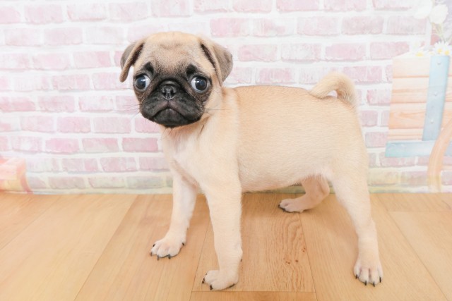 福島県のパグ (Coo&RIKUいわき店/2025年12月10日生まれ/女の子/フォーン)の子犬の2枚目の画像