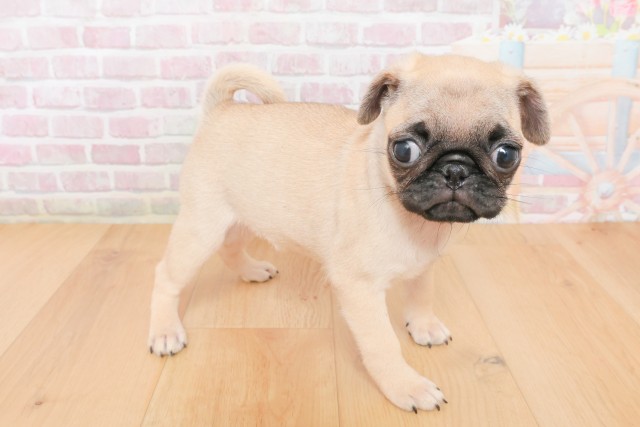 福島県のパグ (Coo&RIKUいわき店/2025年12月10日生まれ/女の子/フォーン)の子犬の3枚目の画像