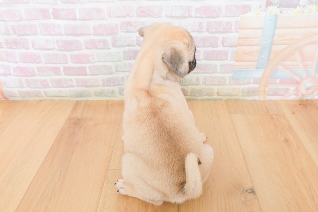 福島県のパグ (Coo&RIKUいわき店/2025年12月10日生まれ/女の子/フォーン)の子犬の4枚目の画像