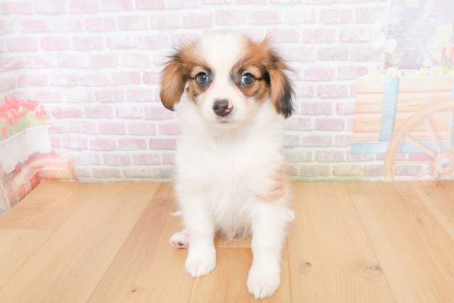 宮城県のパピヨン (Coo&RIKU仙台太白店/2025年12月12日生まれ/男の子/ホワイトブラウン)の子犬