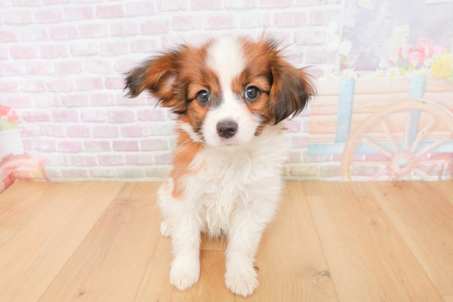 福島県のパピヨン (Coo&RIKU郡山店/2025年12月12日生まれ/男の子/ホワイトブラウン)の子犬の1枚目の画像