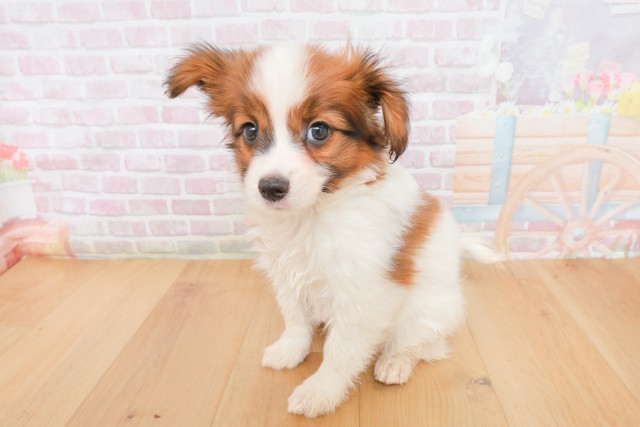 福島県のパピヨン (Coo&RIKU郡山店/2025年12月12日生まれ/男の子/ホワイトブラウン)の子犬の2枚目の画像