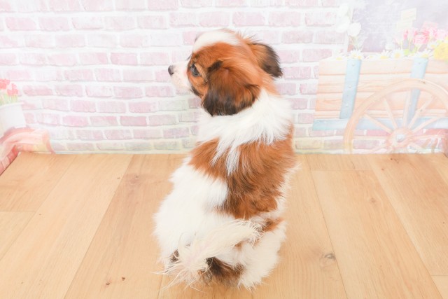 福島県のパピヨン (Coo&RIKU郡山店/2025年12月12日生まれ/男の子/ホワイトブラウン)の子犬の4枚目の画像