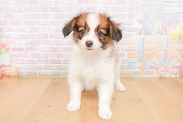 福島県のパピヨン (Coo&RIKUいわき店/2025年12月12日生まれ/女の子/ホワイトブラウン)の子犬の1枚目の画像