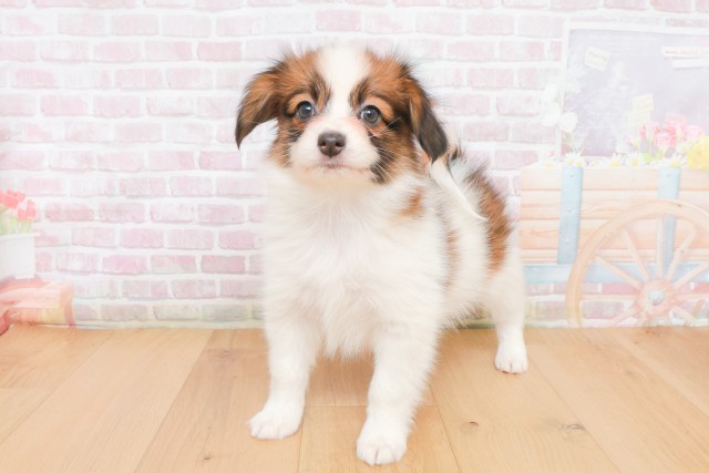 福島県のパピヨン (Coo&RIKUいわき店/2025年12月12日生まれ/女の子/ホワイトブラウン)の子犬の2枚目の画像