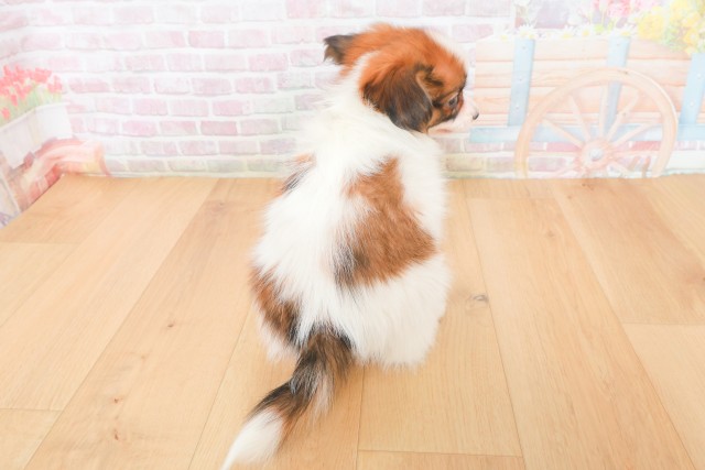 福島県のパピヨン (Coo&RIKUいわき店/2025年12月12日生まれ/女の子/ホワイトブラウン)の子犬の4枚目の画像