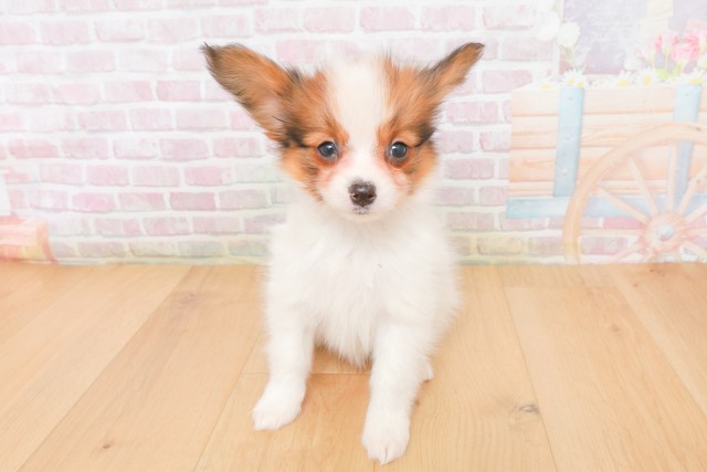 福島県のパピヨン (Coo&RIKU郡山店/2025年12月12日生まれ/女の子/ホワイトブラウン)の子犬の1枚目の画像