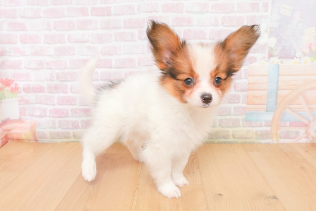 福島県のパピヨン (Coo&RIKU郡山店/2025年12月12日生まれ/女の子/ホワイトブラウン)の子犬の3枚目の画像