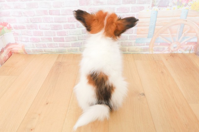 福島県のパピヨン (Coo&RIKU郡山店/2025年12月12日生まれ/女の子/ホワイトブラウン)の子犬の4枚目の画像