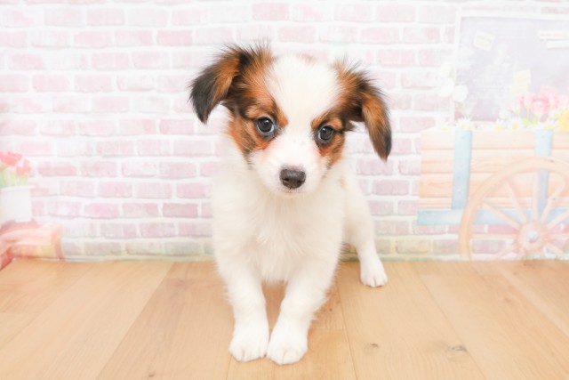 岩手県のパピヨン (Coo&RIKU岩手盛岡店/2025年12月12日生まれ/女の子/ホワイトブラウン)の子犬の1枚目の画像