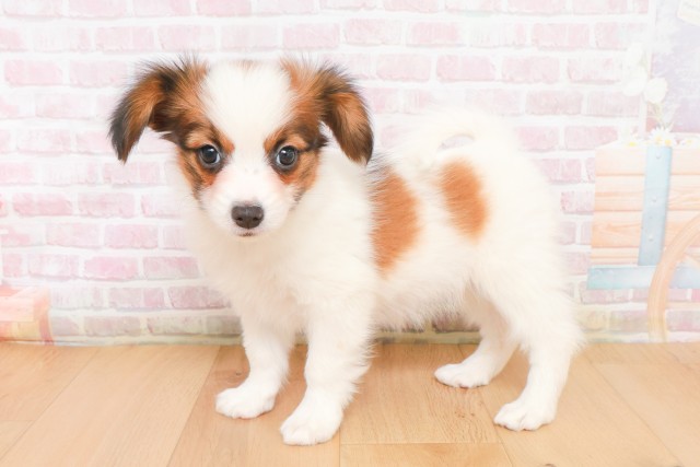 岩手県のパピヨン (Coo&RIKU岩手盛岡店/2025年12月12日生まれ/女の子/ホワイトブラウン)の子犬の2枚目の画像