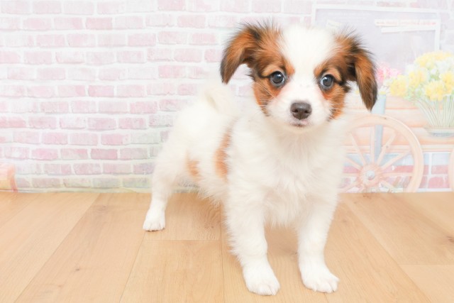 岩手県のパピヨン (Coo&RIKU岩手盛岡店/2025年12月12日生まれ/女の子/ホワイトブラウン)の子犬の3枚目の画像