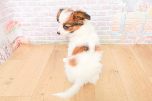 岩手県のパピヨン (Coo&RIKU岩手盛岡店/2025年12月12日生まれ/女の子/ホワイトブラウン)の子犬の4枚目の画像