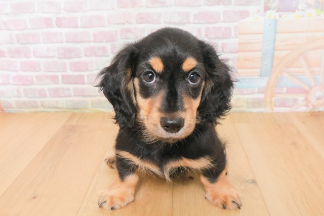 宮城県のカニンヘンダックスフンド(ロング) (Coo&RIKU石巻店/2025年12月13日生まれ/男の子/ブラックタン)の子犬