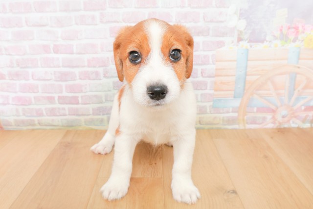 福島県のジャックラッセルテリア (Coo&RIKU郡山店/2025年12月13日生まれ/男の子/タンホワイト)の子犬の1枚目の画像