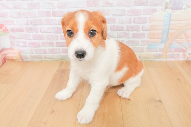 福島県のジャックラッセルテリア (Coo&RIKU郡山店/2025年12月13日生まれ/男の子/タンホワイト)の子犬の2枚目の画像