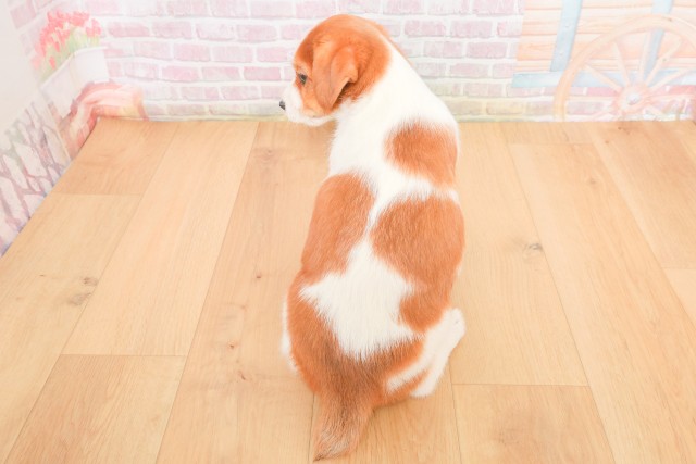 福島県のジャックラッセルテリア (Coo&RIKU郡山店/2025年12月13日生まれ/男の子/タンホワイト)の子犬の4枚目の画像