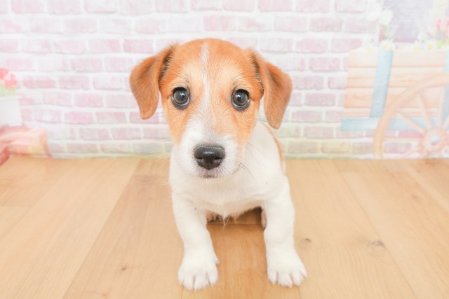 岩手県のジャックラッセルテリア (Coo&RIKU岩手盛岡店/2025年12月13日生まれ/男の子/タンホワイト)の子犬の1枚目の画像