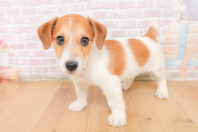 岩手県のジャックラッセルテリア (Coo&RIKU岩手盛岡店/2025年12月13日生まれ/男の子/タンホワイト)の子犬の2枚目の画像