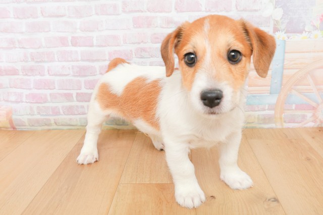 岩手県のジャックラッセルテリア (Coo&RIKU岩手盛岡店/2025年12月13日生まれ/男の子/タンホワイト)の子犬の3枚目の画像