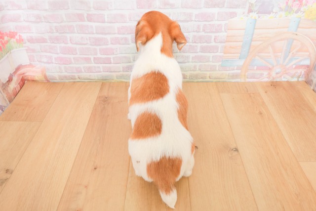 岩手県のジャックラッセルテリア (Coo&RIKU岩手盛岡店/2025年12月13日生まれ/男の子/タンホワイト)の子犬の4枚目の画像