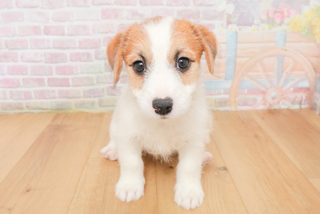 宮城県のジャックラッセルテリア (Coo&RIKU仙台太白店/2025年12月13日生まれ/男の子/ホワイトタン)の子犬