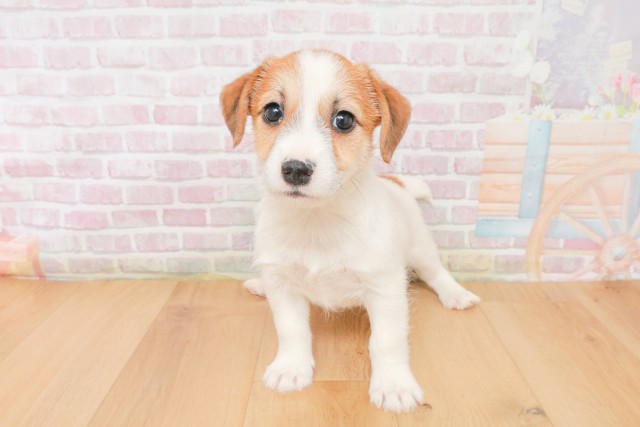 栃木県のジャックラッセルテリア (Coo&RIKU宇都宮店/2025年12月13日生まれ/男の子/ホワイトタン)の子犬の1枚目の画像