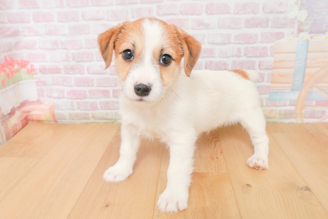栃木県のジャックラッセルテリア (Coo&RIKU宇都宮店/2025年12月13日生まれ/男の子/ホワイトタン)の子犬の2枚目の画像