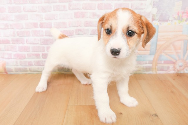 栃木県のジャックラッセルテリア (Coo&RIKU宇都宮店/2025年12月13日生まれ/男の子/ホワイトタン)の子犬の3枚目の画像