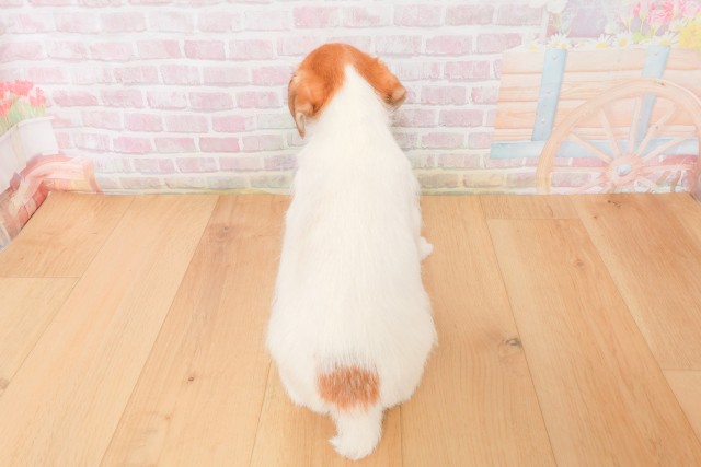 栃木県のジャックラッセルテリア (Coo&RIKU宇都宮店/2025年12月13日生まれ/男の子/ホワイトタン)の子犬の4枚目の画像