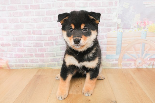 宮城県の柴犬(標準サイズ) (Coo&RIKU仙台太白店/2025年12月14日生まれ/男の子/黒)の子犬