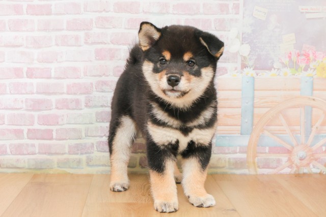 宮城県の柴犬(標準サイズ) (Coo&RIKU石巻店/2025年12月14日生まれ/女の子/黒)の子犬