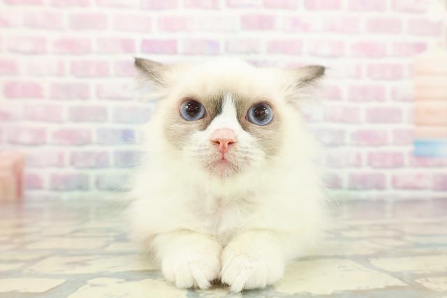 山形県のラグドール (Coo&RIKU山形店/2025年11月9日生まれ/男の子/シールポイントバイカラー)の子猫の1枚目の画像