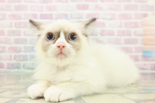 山形県のラグドール (Coo&RIKU山形店/2025年11月9日生まれ/男の子/シールポイントバイカラー)の子猫の2枚目の画像