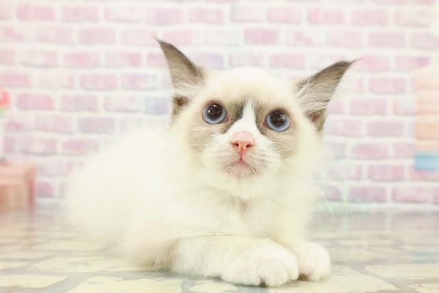 山形県のラグドール (Coo&RIKU山形店/2025年11月9日生まれ/男の子/シールポイントバイカラー)の子猫の3枚目の画像