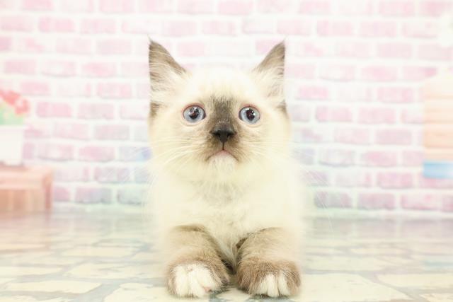 宮城県のラグドール (Coo&RIKU仙台太白店/2025年11月23日生まれ/男の子/シールポイントミテッド)の子猫の1枚目の画像
