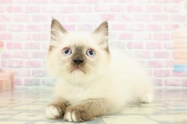 宮城県のラグドール (Coo&RIKU仙台太白店/2025年11月23日生まれ/男の子/シールポイントミテッド)の子猫の2枚目の画像