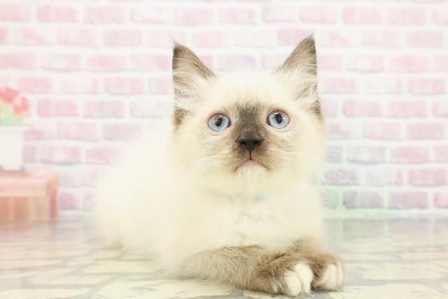 宮城県のラグドール (Coo&RIKU仙台太白店/2025年11月23日生まれ/男の子/シールポイントミテッド)の子猫の3枚目の画像