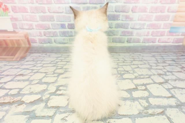 宮城県のラグドール (Coo&RIKU仙台太白店/2025年11月23日生まれ/男の子/シールポイントミテッド)の子猫の4枚目の画像