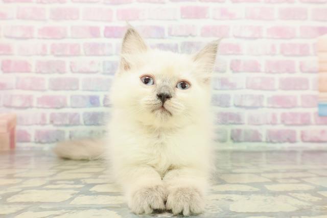 福島県のラグドール (Coo&RIKU会津若松店/2025年11月23日生まれ/女の子/ブルーポイント)の子猫の1枚目の画像